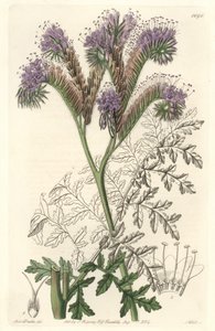 Phacélie à feuilles de tanaisie, originaire de Californie - Gravure par S. Watts d