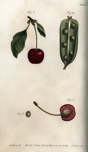 Péricarpe du pois et section du fruit du cerisier (illustration de Sydenham Edwards) - Sydenham Teast Edwards