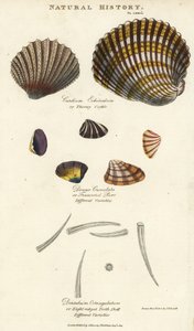 Coquille épineuse, Cardium echinatum, purr tronqué, Donax crenulata, et coquille à huit crêtes, Dentalium octangulatum - Sydenham Teast Edwards