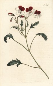 Bec-de-grue tricolore, Pelargonium tricolor. Gravure à la main par Sansom d