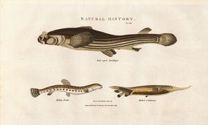 Trois espèces de poissons inhabituelles - Sydenham Teast Edwards