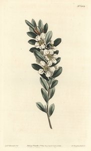 Arbre à thé ou myrte australien
