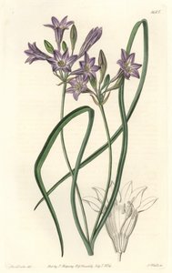 Triteleia ou brodiacea lâche (illustration de Sarah Anne Drake)