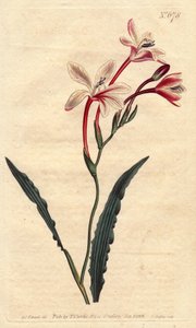 Tritonia à feuilles frisées