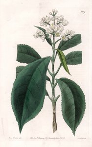 Turpinia Variete - du Botanical Register de Sydenham Edwards - Sydenham Teast Edwards