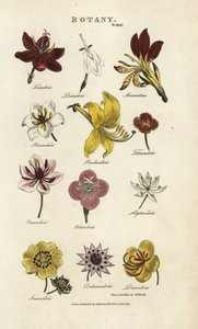 Types de fleurs : Triandria, Diandria, Haskatria, Pendandria, Tetrandria, etc.