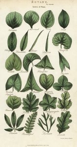Types de feuilles de plantes