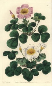 Oxalis variable