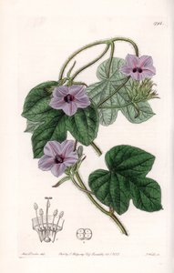 Variété d