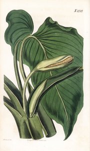 Variété de calla ou arum - Sydenham Teast Edwards