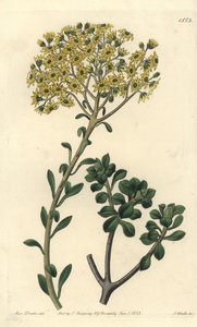 Variété de joubarb - Sempervivum villosum - Sydenham Teast Edwards