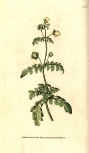 Variété de calceolaire - Calceolaria pinnata