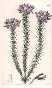 Variété de gompholobium (famille des légumineuses), native d