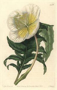 Oenothère - Oenothera anisoloba - Sydenham Teast Edwards