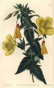 Variété d