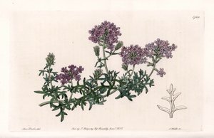 Verveine multifide
