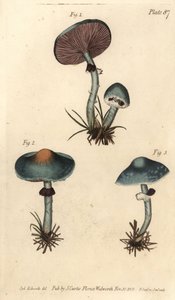 Agaric verdoyant, Stropharia aeruginosa, Fungi, Cryptogamia - Sydenham Teast Edwards
