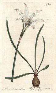 Amaryllis de Virginie - Lis d