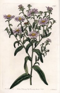 Aster de Virginie ou Récolteur