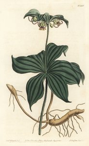 Médéole de Virginie - Sydenham Teast Edwards