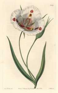 Calochorte à fleurs blanches (mariposa), natif de Californie - Sydenham Teast Edwards