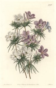 Leptosiphon blanc et violet - du Botanical Register