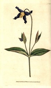Clématite à feuilles entières - Clematis integrifolia. Gravure à la main en couleur d