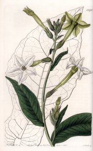 Tabac ailé ou tabac ornemental - Sydenham Teast Edwards