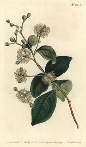 Pele des bois - Sydenham Teast Edwards