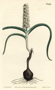Wurmbea monopetala (illustration de Sydenham Edwards, gravure de F. Sansom Jr.) - Sydenham Teast Edwards