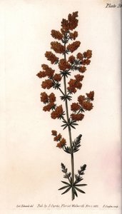 Gaillet jaune ou quail à lait jaune - Sydenham Teast Edwards