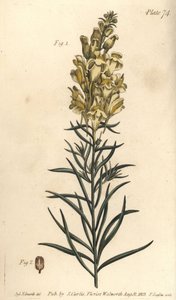 Linaire jaune ou muflier, Antirrhinum majus, Angiospermia - Sydenham Teast Edwards
