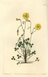 Oxalis jaune, Oxalis micrantha - Sydenham Teast Edwards
