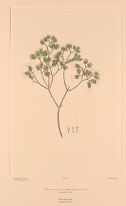 Florilège de Banks, Planche 106 Darwinia Fascicularis - Sydney (after) Parkinson
