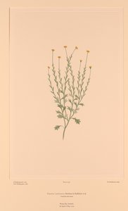 Florilège de Banks, Planche 159 Calotis Lappulacea - Sydney (after) Parkinson