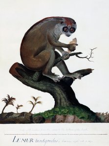 Lémur tardigrade - Sydney Parkinson