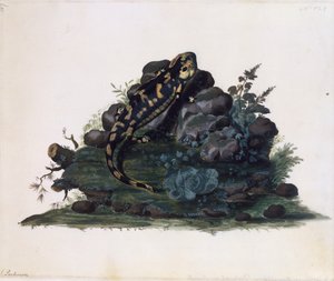 Salamandre, aquarelle - Sydney Parkinson