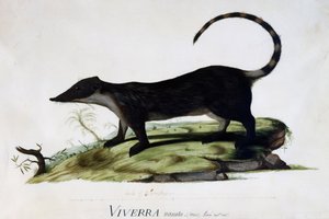 Viverra nasuta mâle - Sydney Parkinson