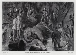 Éléphant tué par le roi Édouard VII - Sydney Prior (after) Hall