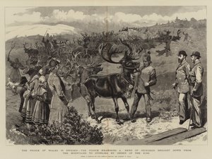 Le prince de Galles en Suède, le prince examinant un troupeau de rennes descendus des montagnes à Storlien sur ordre du roi
