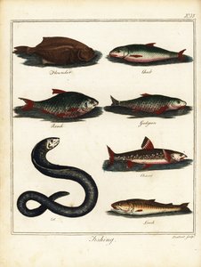 Pêche : flet, chevesne, gardon, goujon, omble, anguille, loche. 1792