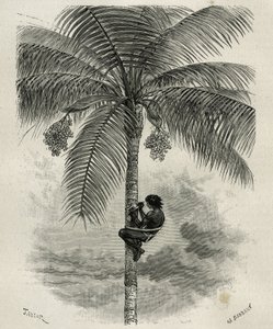 La récolte de la cire de palmier ceroxylon, dans le Quindio (Colombie), gravure par Taylor et Ferdinandus, pour illustrer l