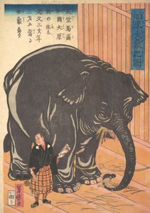 Vue du grand éléphant importé