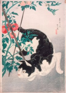 Chat avec plant de tomate