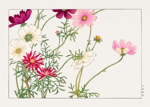 Fleur de cosmos de "Seiyou Sokazufu" - Tanigami Konan