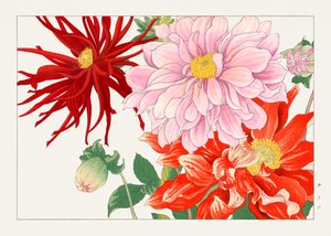 Fleur de dahlia de "Seiyou Sokazufu"