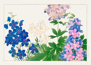 Fleur de delphinium de "Seiyou Sokazufu" - Tanigami Konan