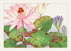 Nymphaea lotus from "Seiyou Sokazufu"