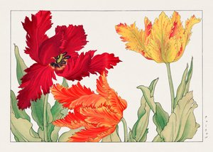 Tulipe perroquet de "Seiyou Sokazufu"