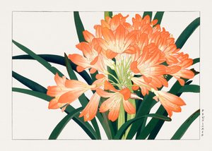 Fleur cliviminiata vintage de "Seiyou Sokazufu"